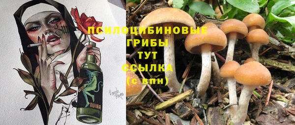 прущие грибы Нефтекумск